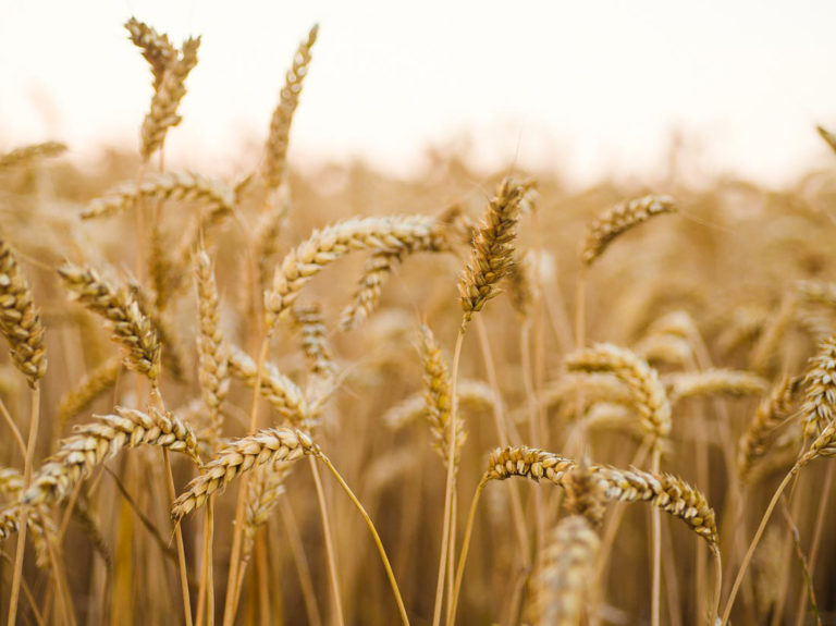 Golden Fields